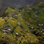 lúa chín