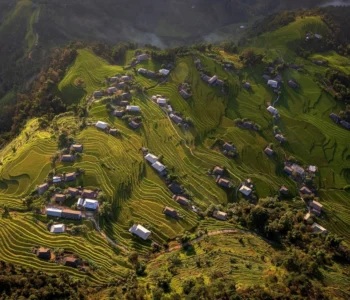 lúa chín